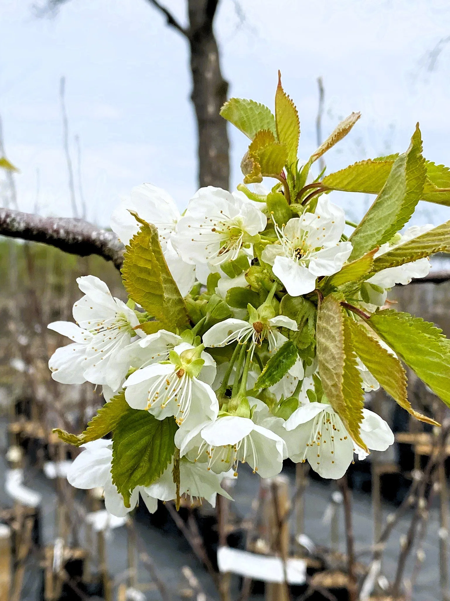 Malus domestica 'Mantet'
