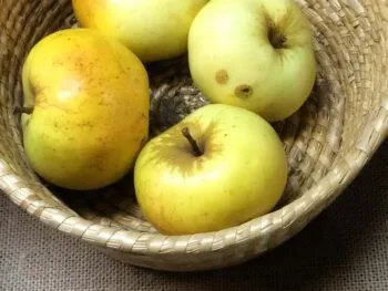 Malus domestica 'Oranie'
