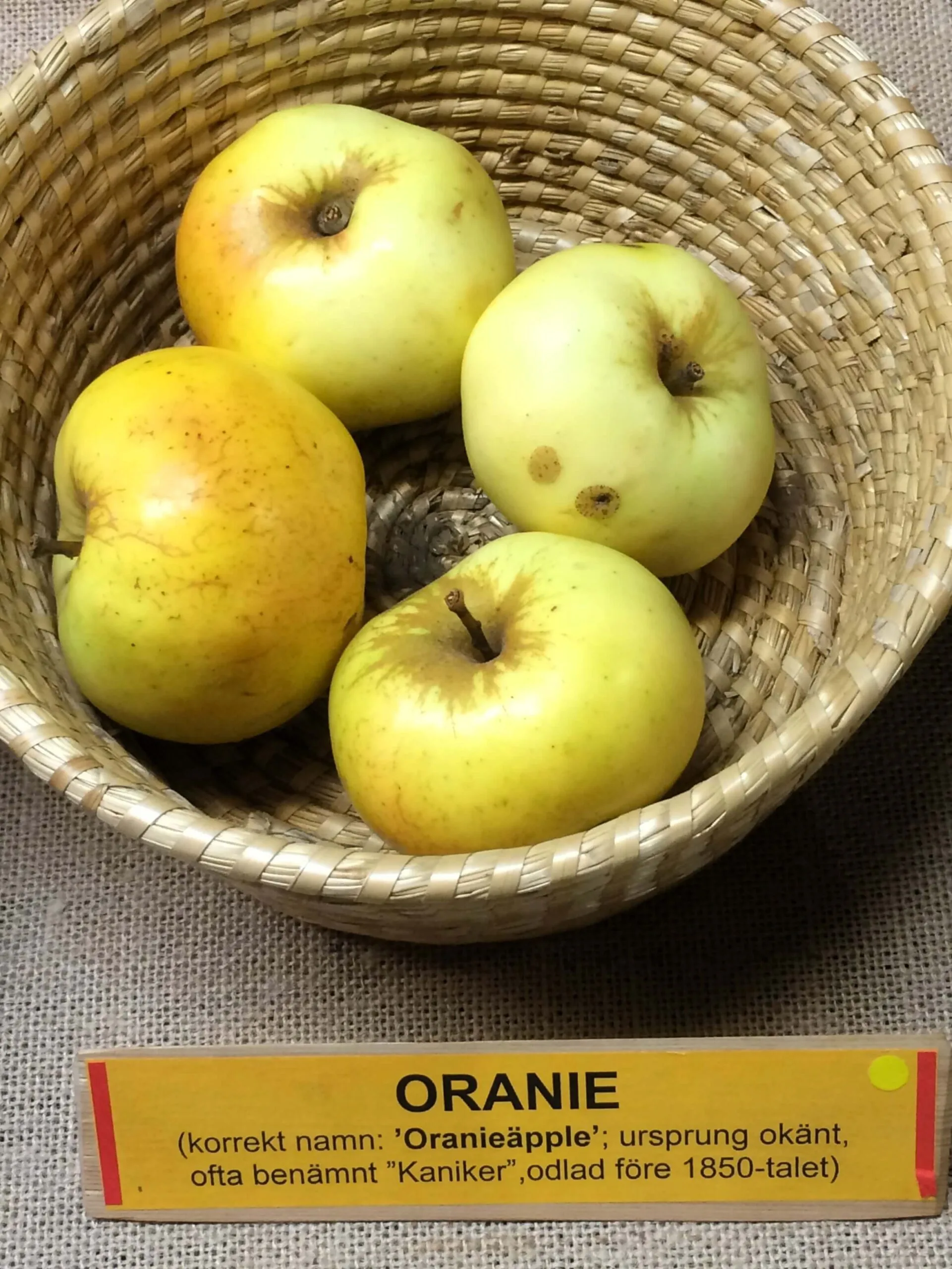 Malus domestica 'Oranie'