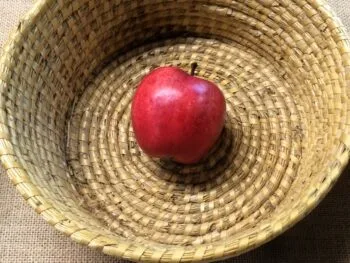 Malus domestica 'P.J. Bergius'