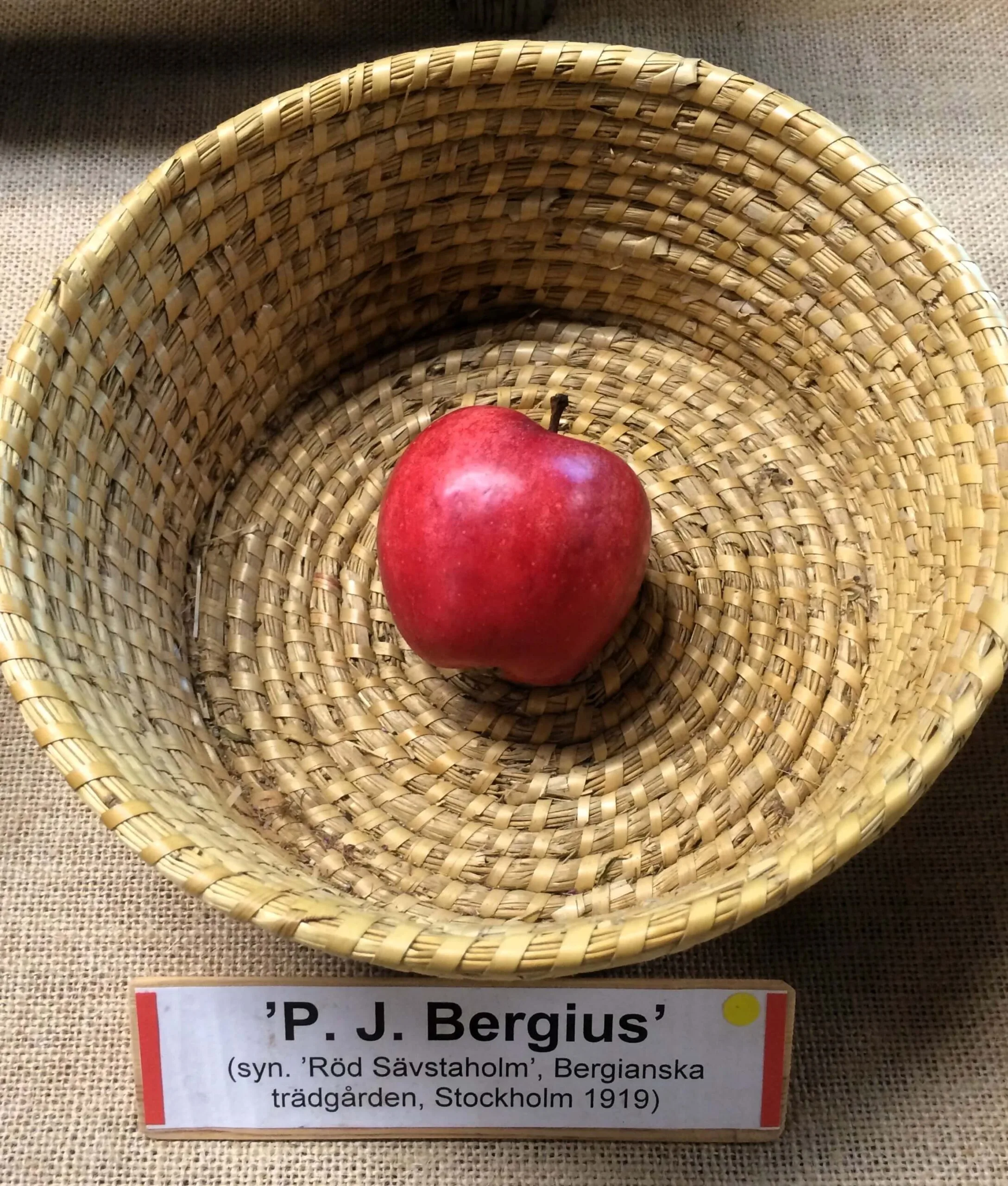 Malus domestica 'P.J. Bergius'