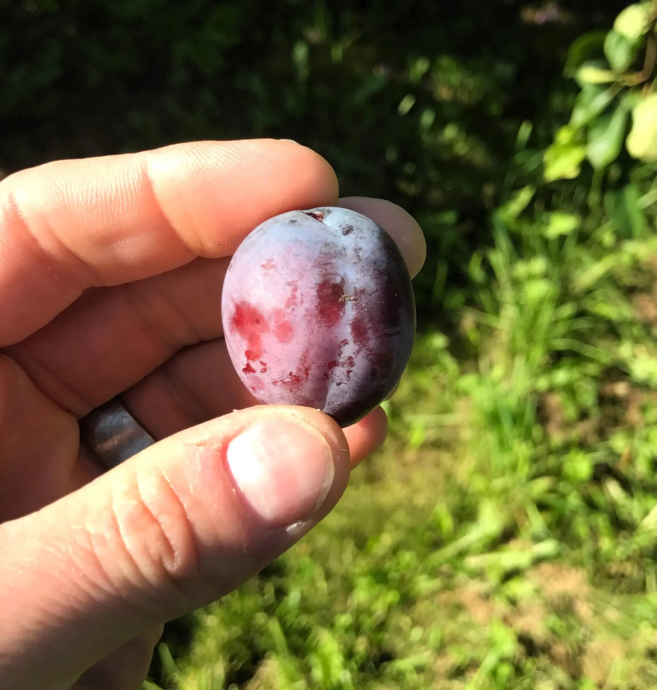 Prunus domestica 'Opal'