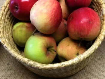Malus domestica 'Röd Melba'