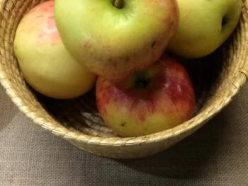 Malus domestica 'Särsö'