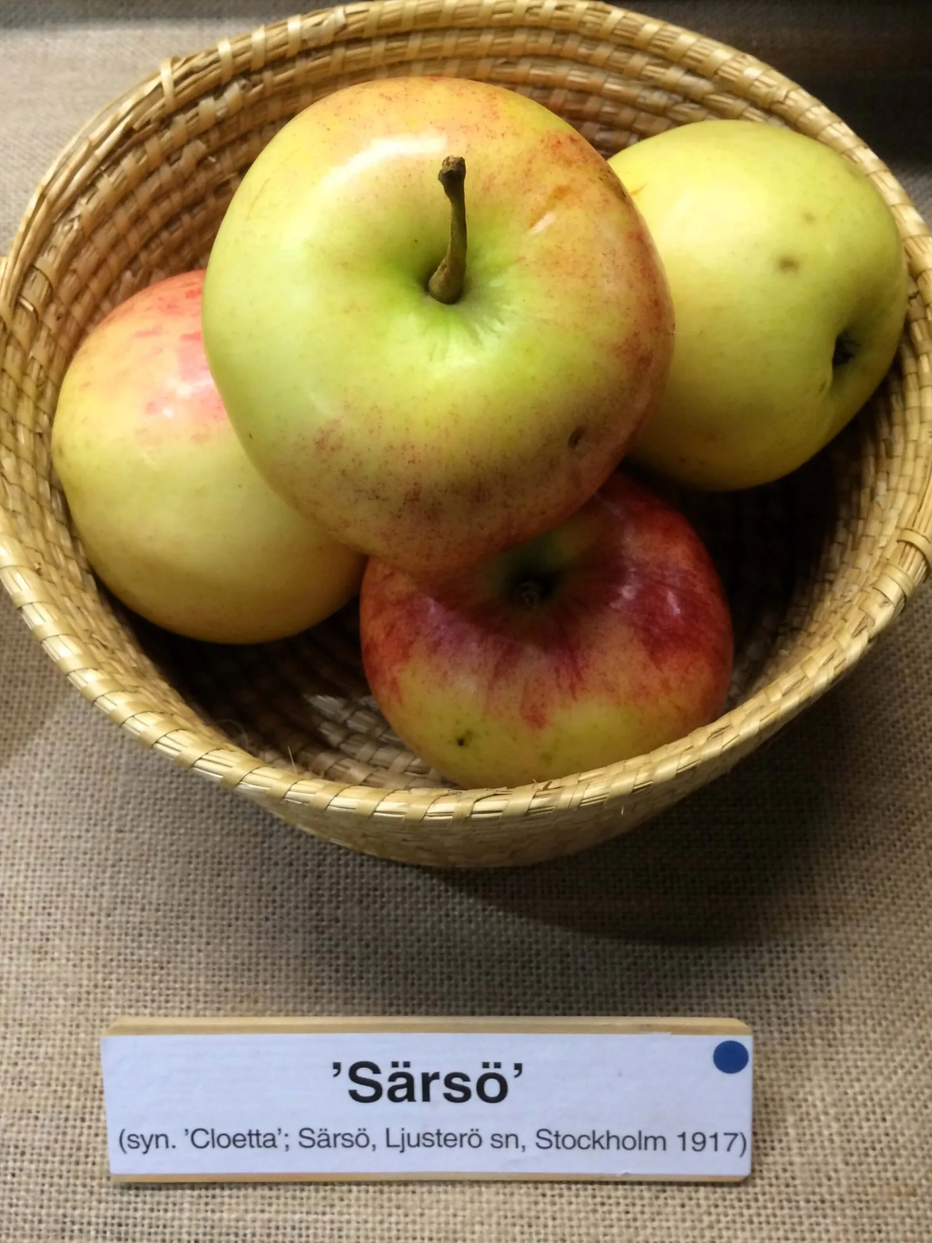 Malus domestica 'Särsö'