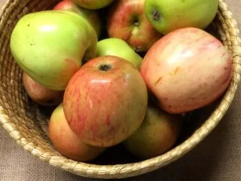 Malus domestica 'Sävstaholm'