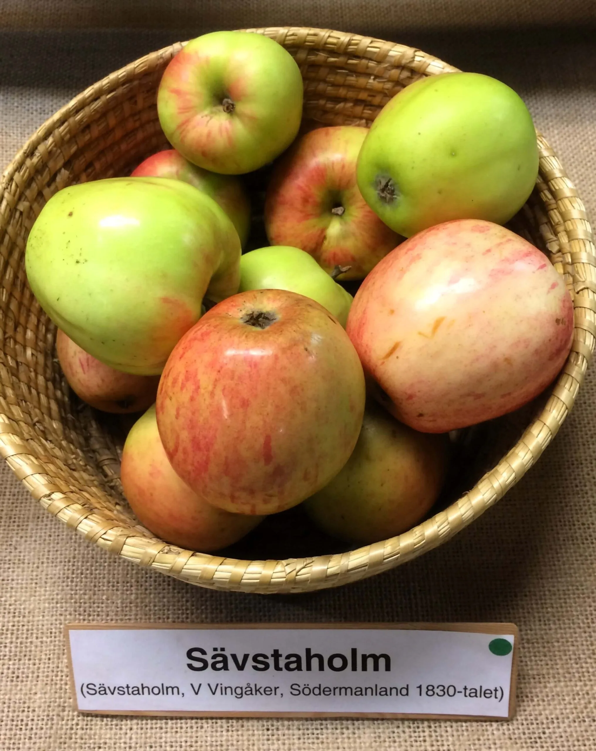 Malus domestica 'Sävstaholm'