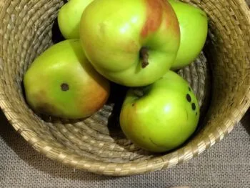 Malus domestica 'Silva'