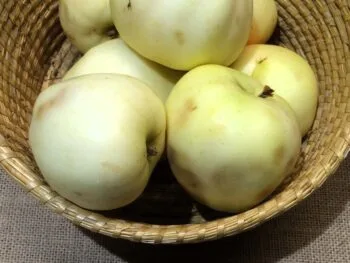 Malus domestica 'Stenbock'