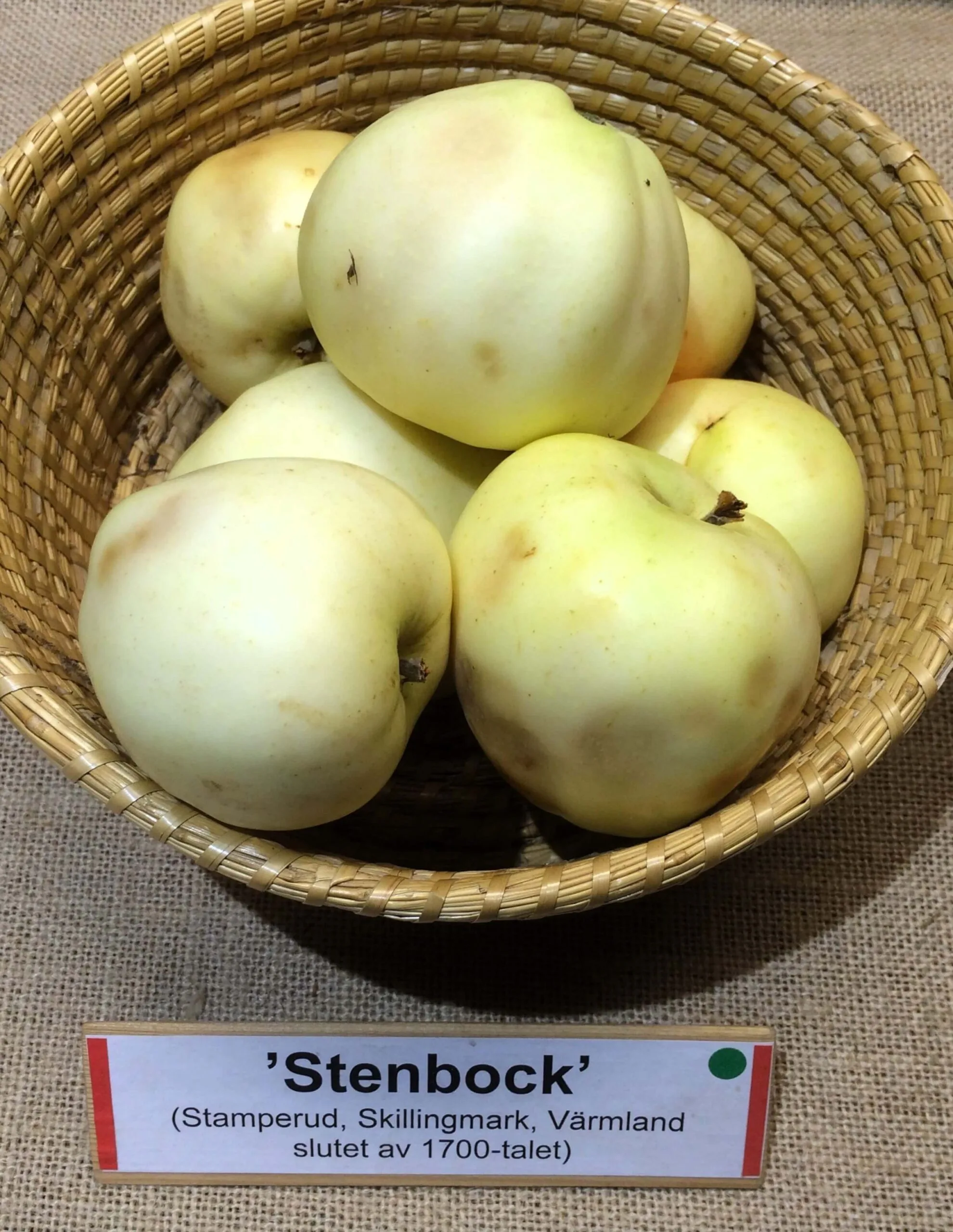 Malus domestica 'Stenbock'