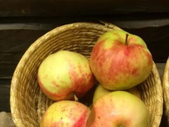 Malus domestica 'Suislepper'