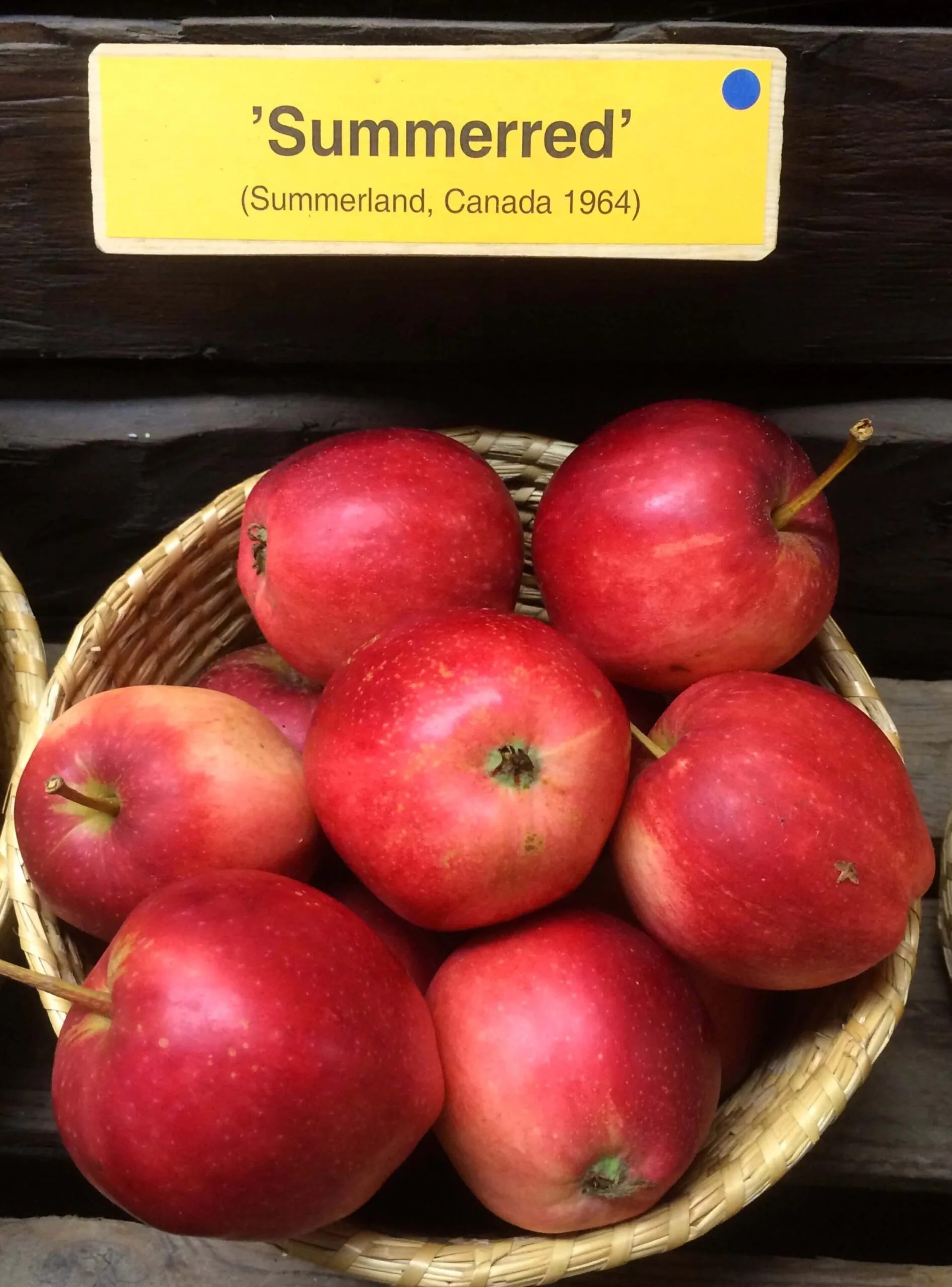 Malus domestica 'Summerred'