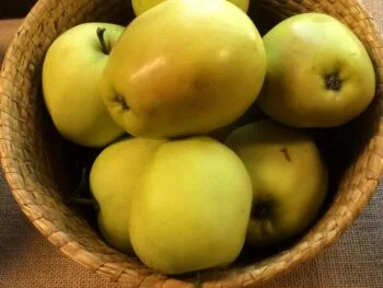 Malus domestica 'Wealthy'