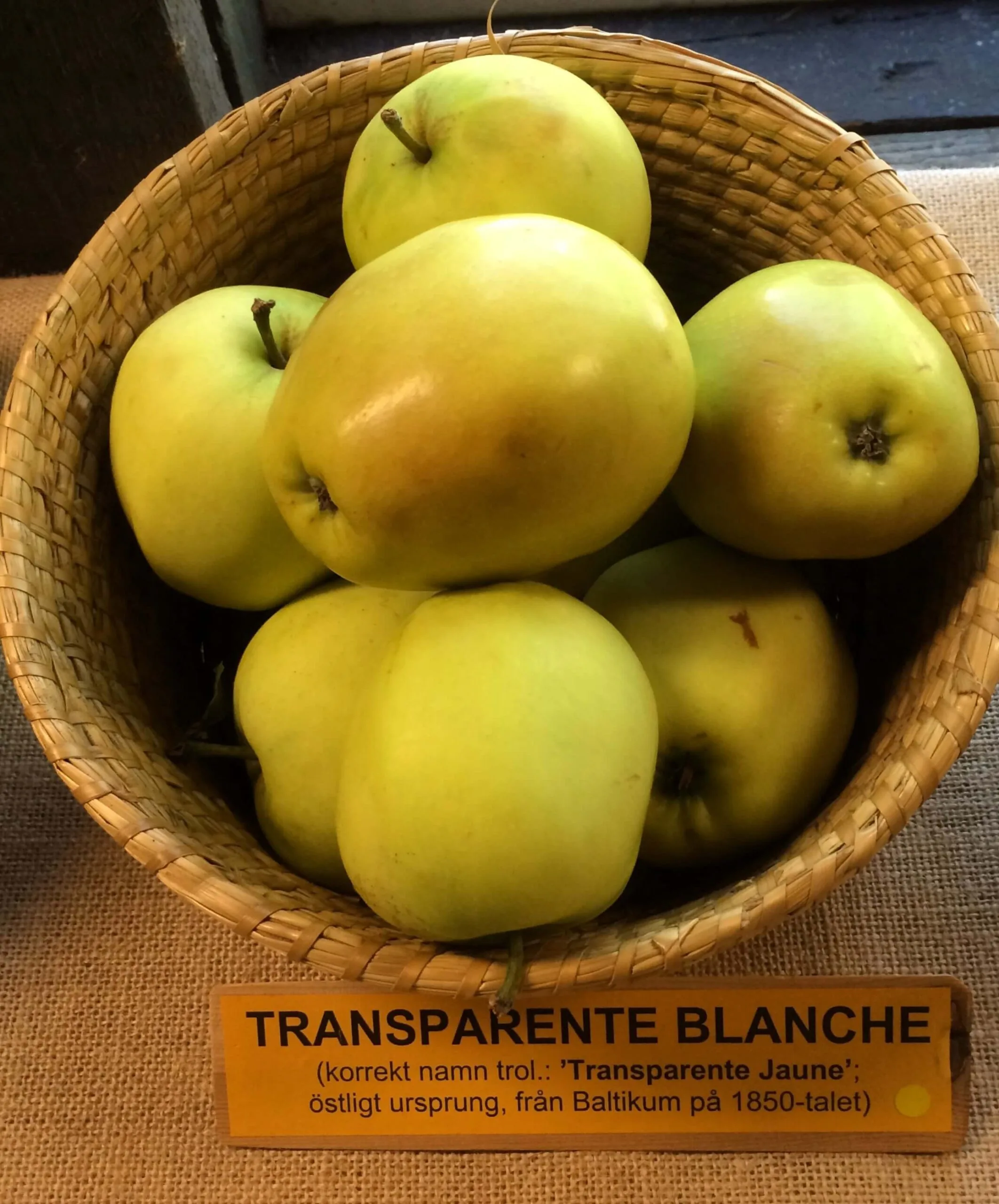 Malus domestica 'Transparente blanche'