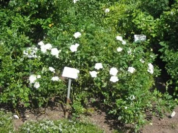 Rosa 'White Cover'