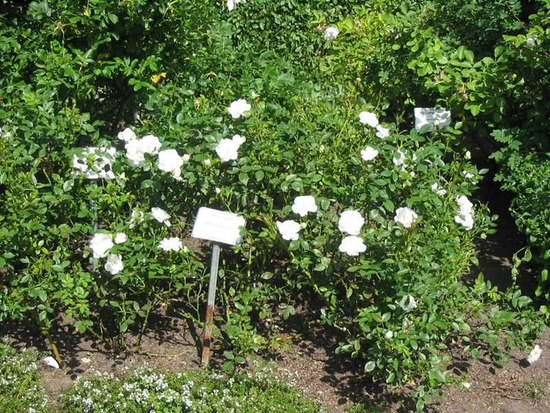 Rosa 'White Cover'