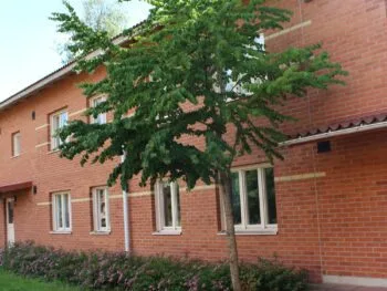 Cercidiphyllum japonicum