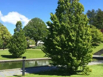 Carpinus betulus 'Frans Fontaine'