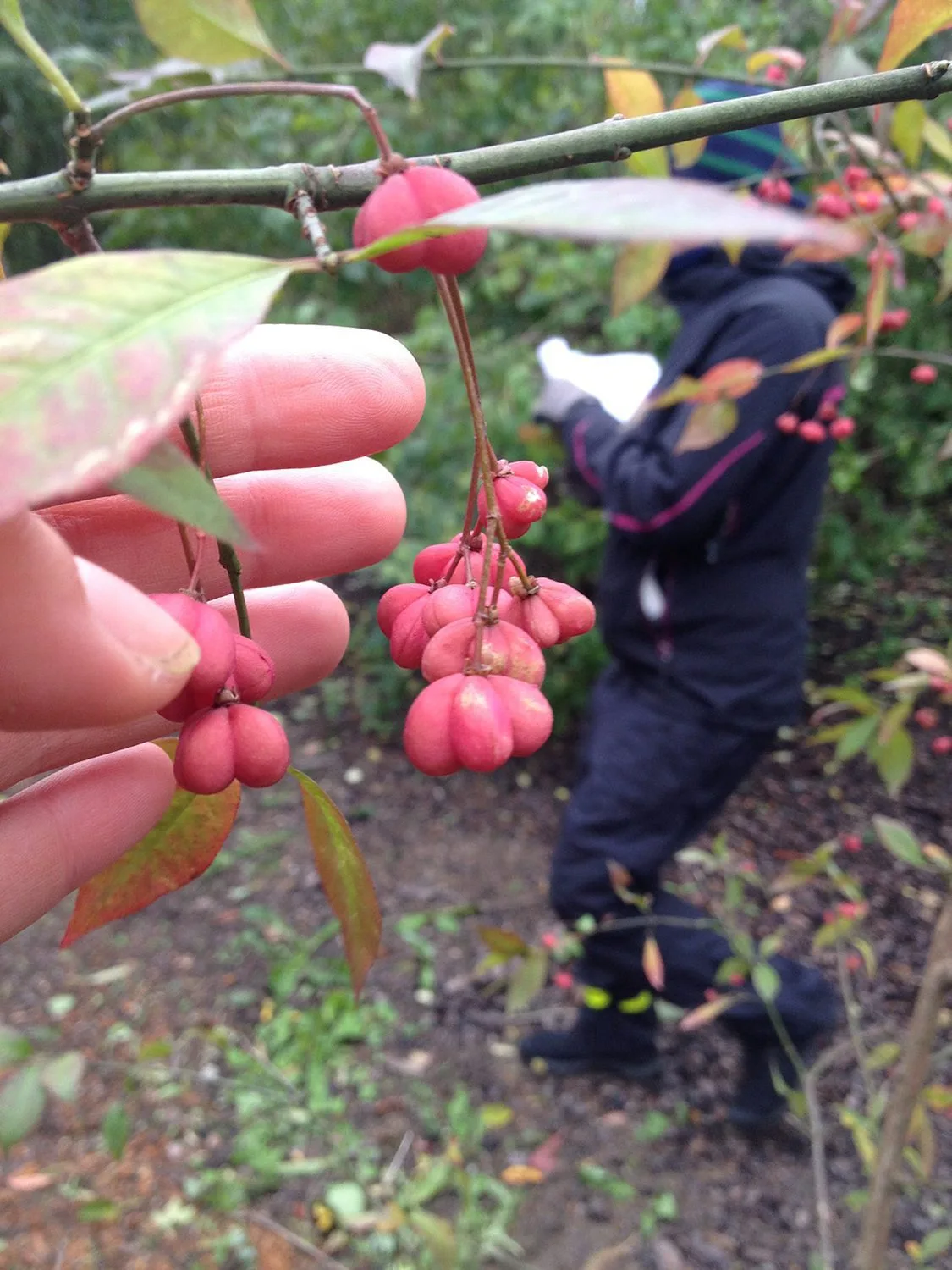 Euonymus europaeus fk Ultuna E