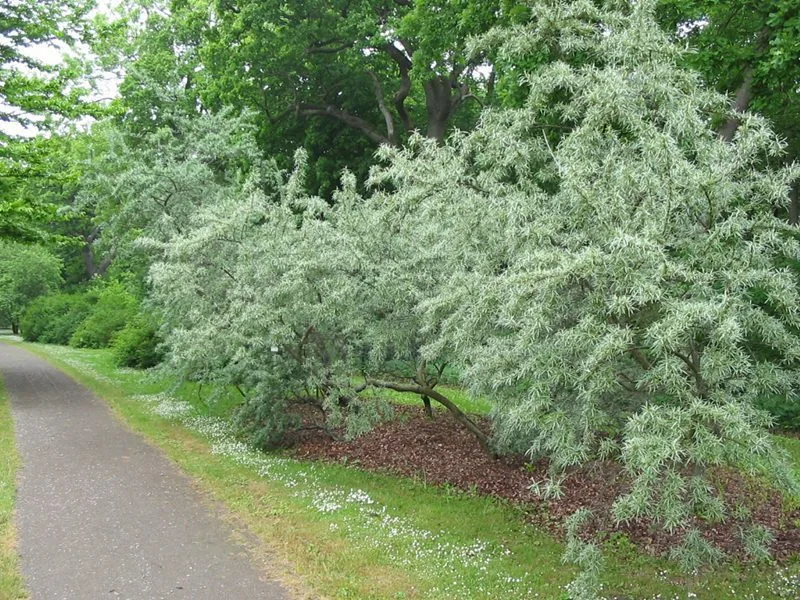 Hippophae rhamnoides