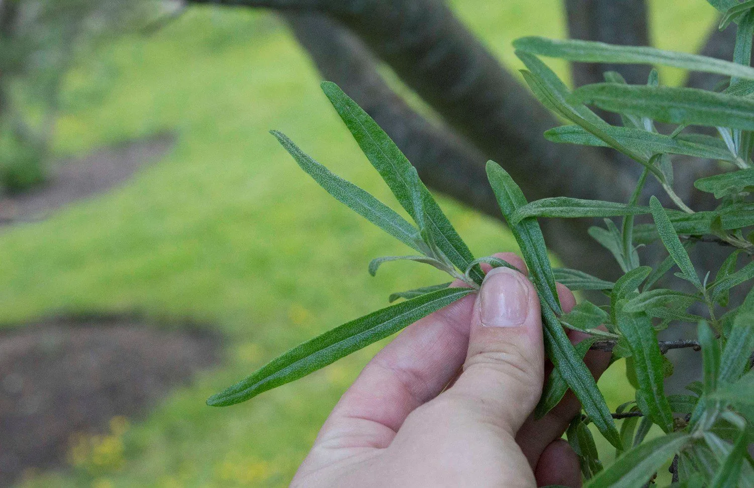 Hippophae rhamnoides 'Julia' E - Image 2