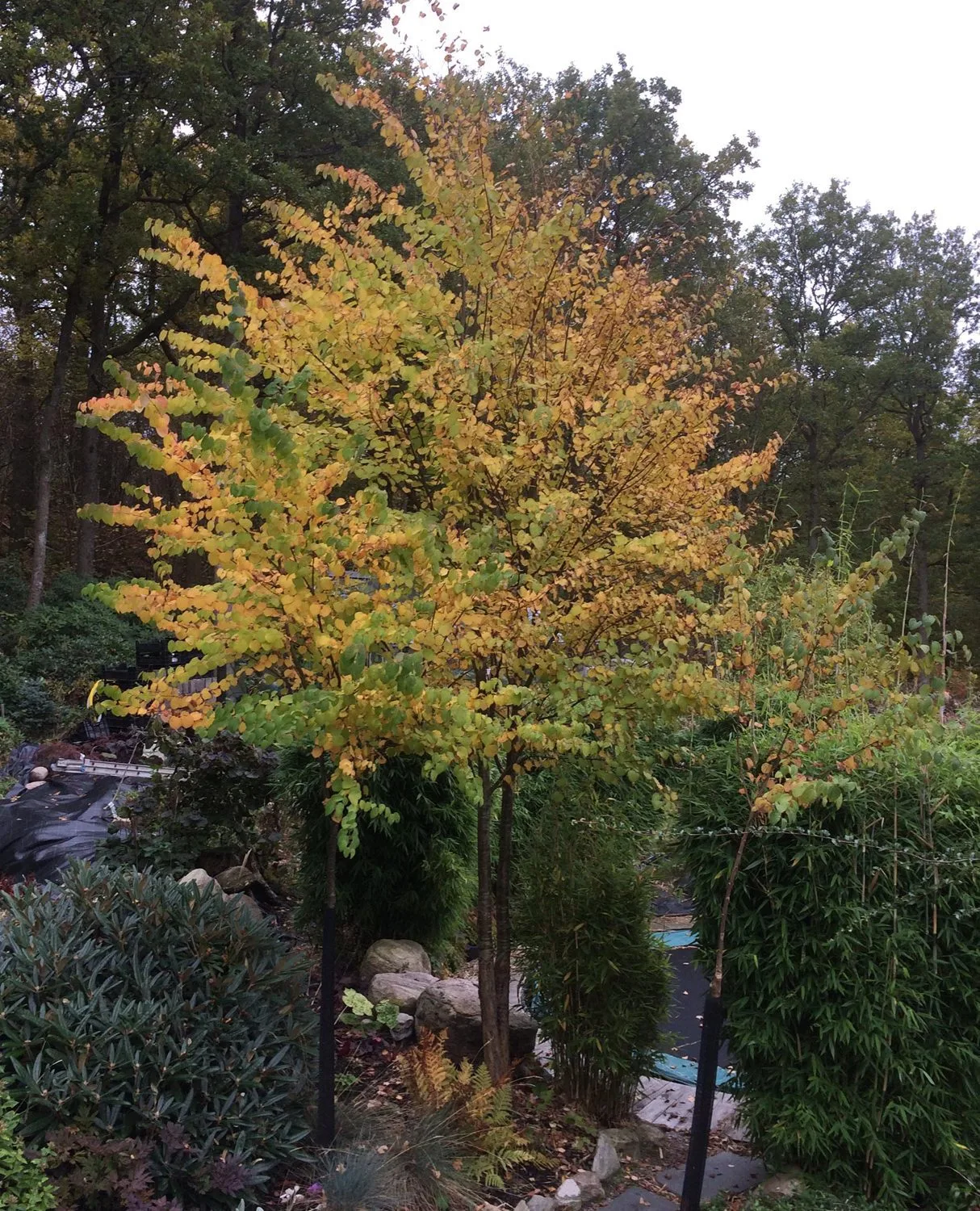 Cercidiphyllum japonicum - Image 5