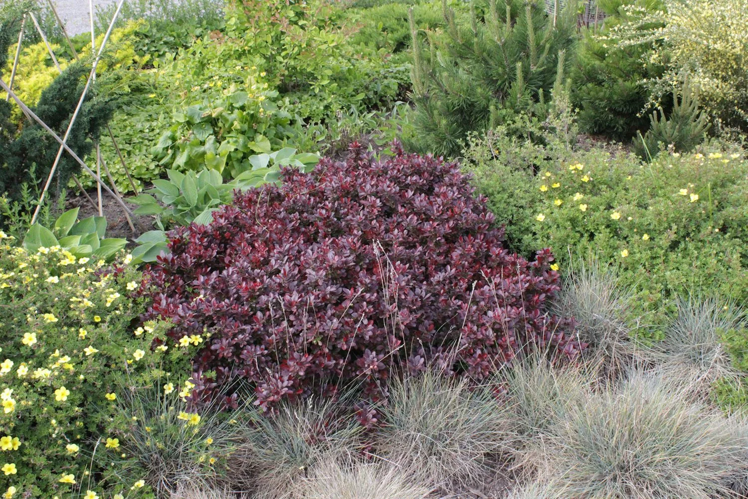 Berberis thunbergii 'Atropurpurea Nana' - Image 6