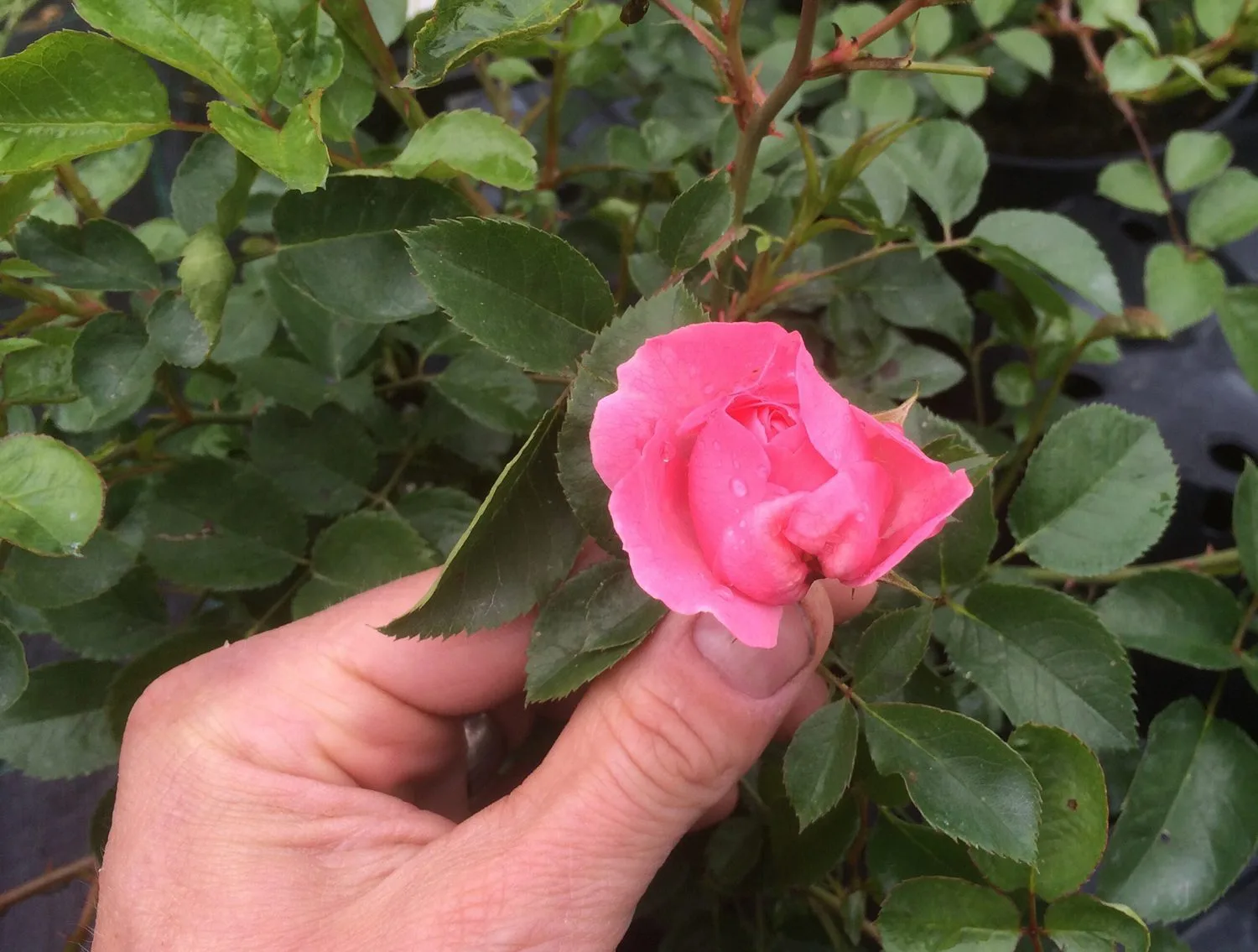Rosa 'Sommerwind' - Image 2