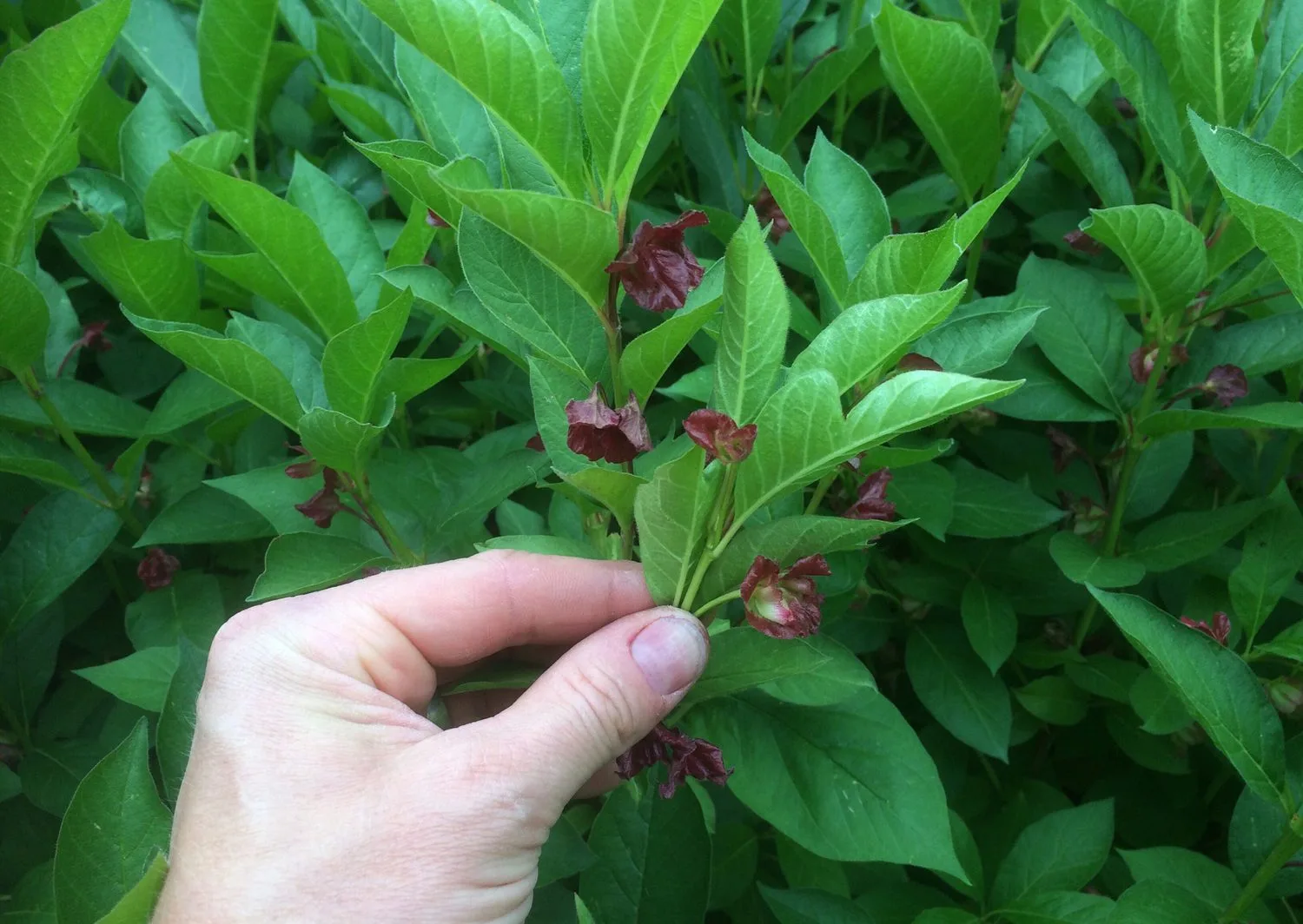Lonicera involucrata 'Marit' - Image 2