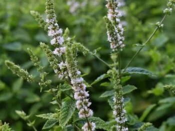 Mentha spicata 'Moroccan'