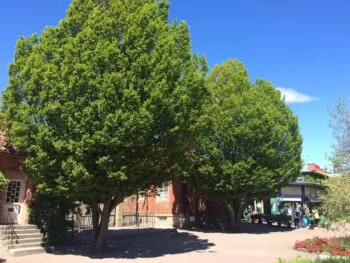 Carpinus betulus 'Fastigiata'
