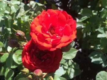 Rosa 'Allotria'