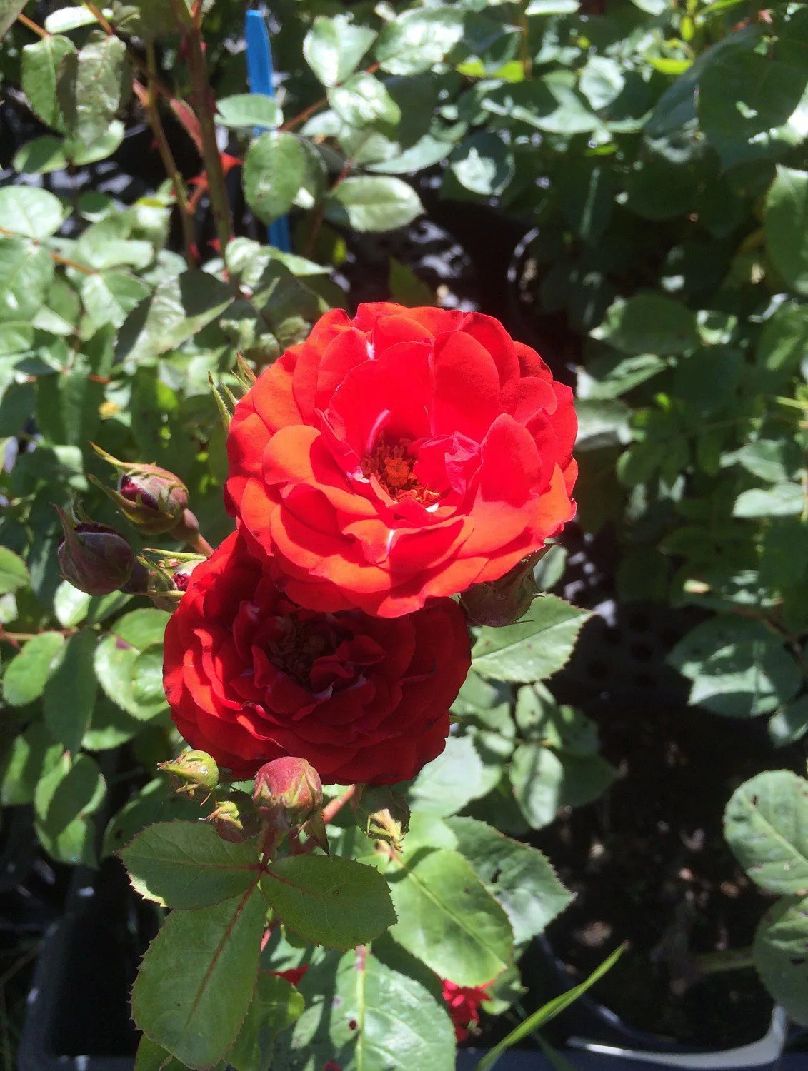 Rosa 'Allotria'