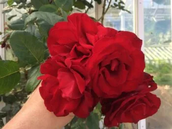 Rosa 'Santana'