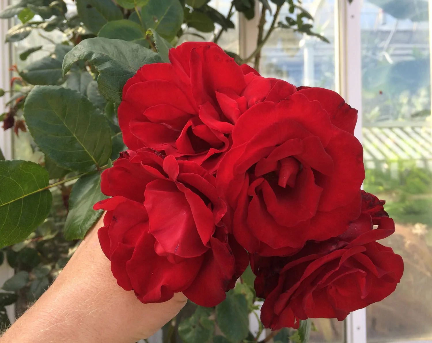 Rosa 'Santana'