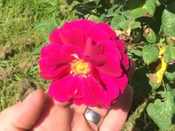 Rosa 'Henri Martin'
