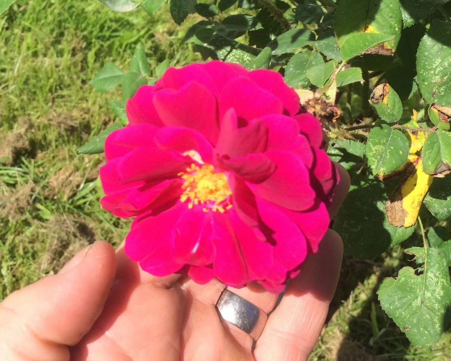 Rosa 'Henri Martin'