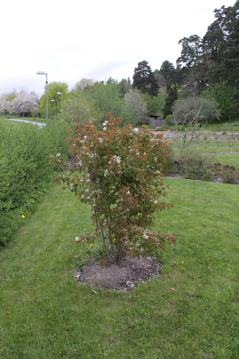 Amelanchier laevis fk Bäcklösa E - Image 4