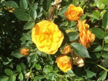 Rosa 'Yellow Fairy'