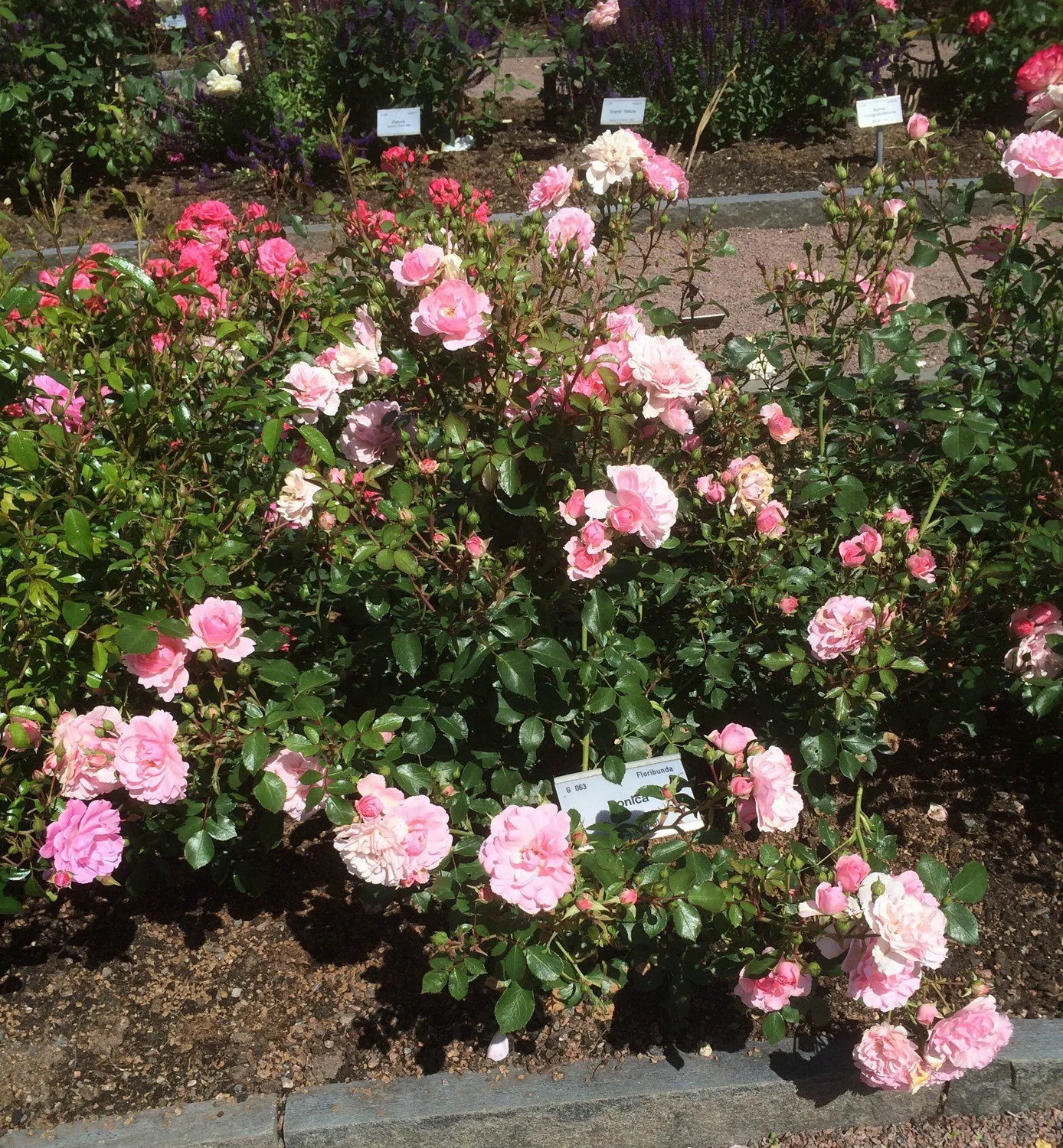 Rosa 'Bonica' - Image 2