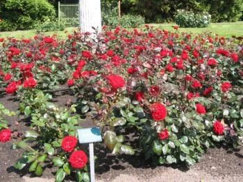 Rosa 'Carl Philip'