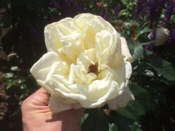 Rosa 'Karen Blixen'