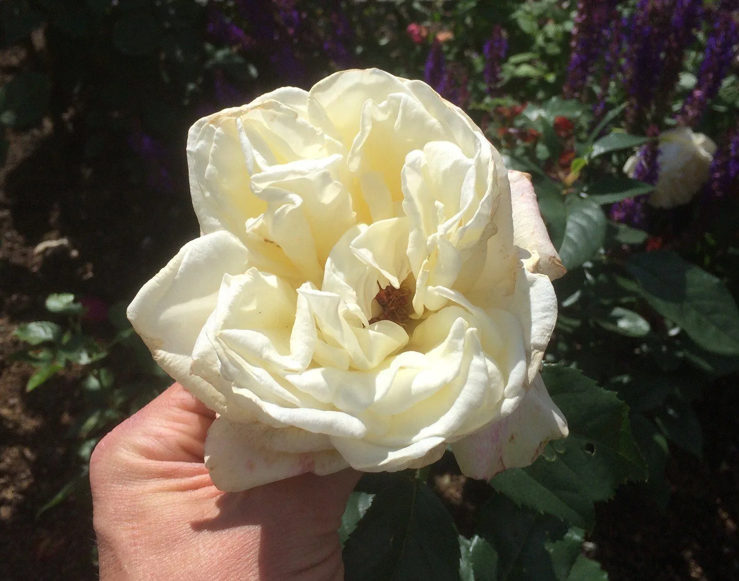 Rosa 'Karen Blixen'