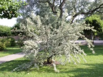 Elaeagnus commutata