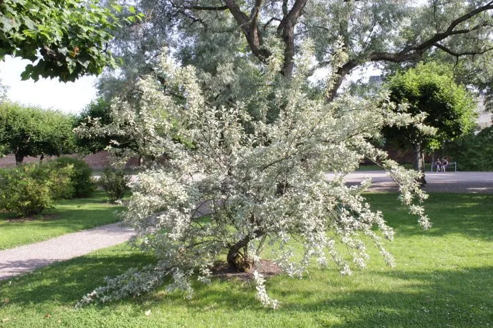 Elaeagnus commutata