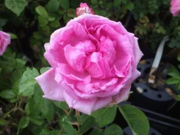 Rosa 'Comte de Chambord'