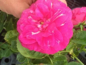 Rosa 'John Cabot'
