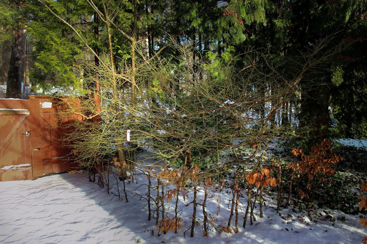 Euonymus alatus - Image 5