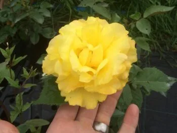 Rosa 'Friesia'