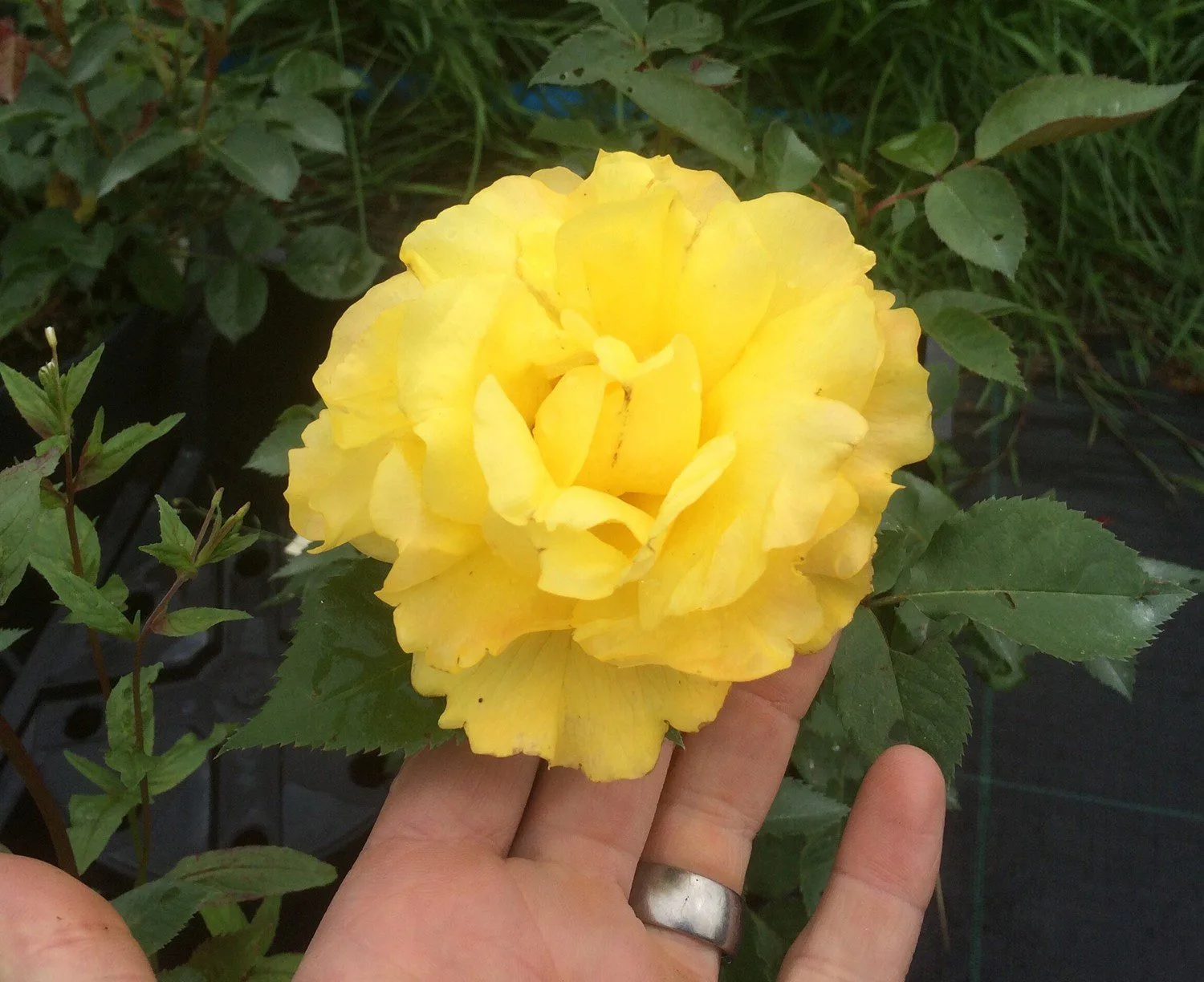 Rosa 'Friesia'